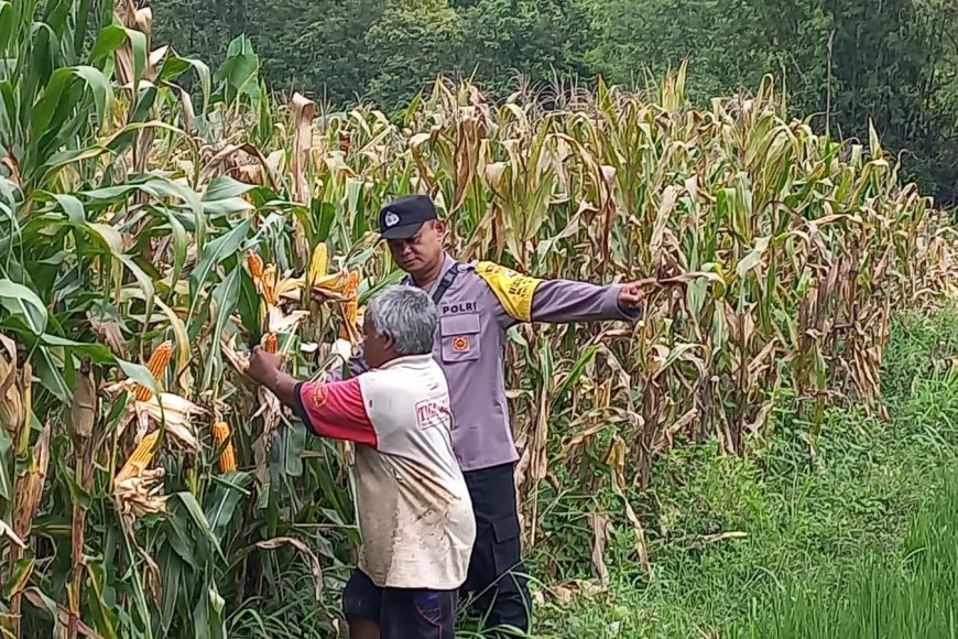 Bripka Irawan Sambangi Petani Jagung Di Desa Binaan