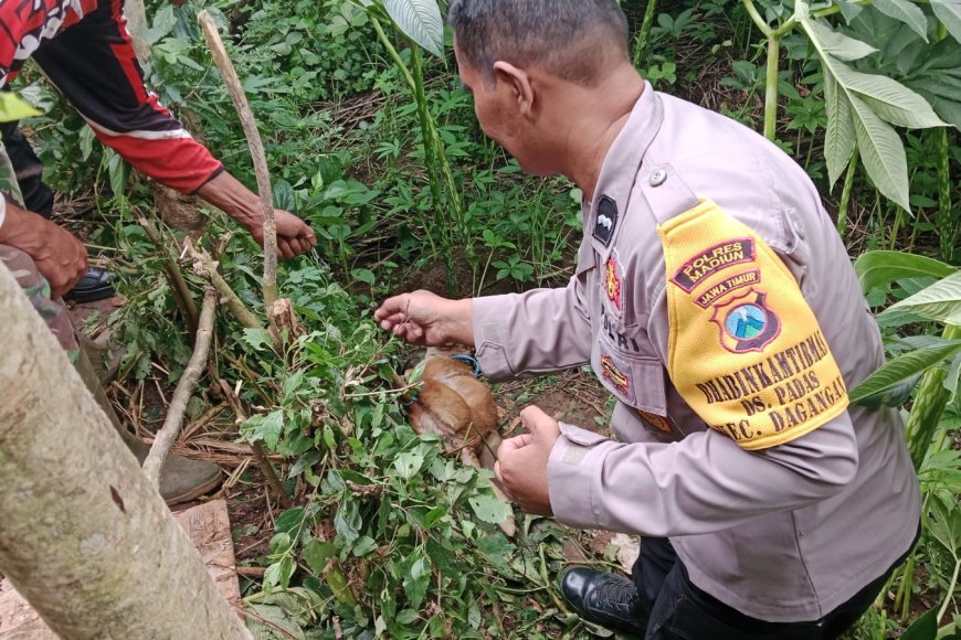 Akhiri Keresahan Peternak Tiga Desa, Tiga Pilar Desa Padas Cek Lokasi Penangkapan Dua Anjing Liar Pemangsa Kambing