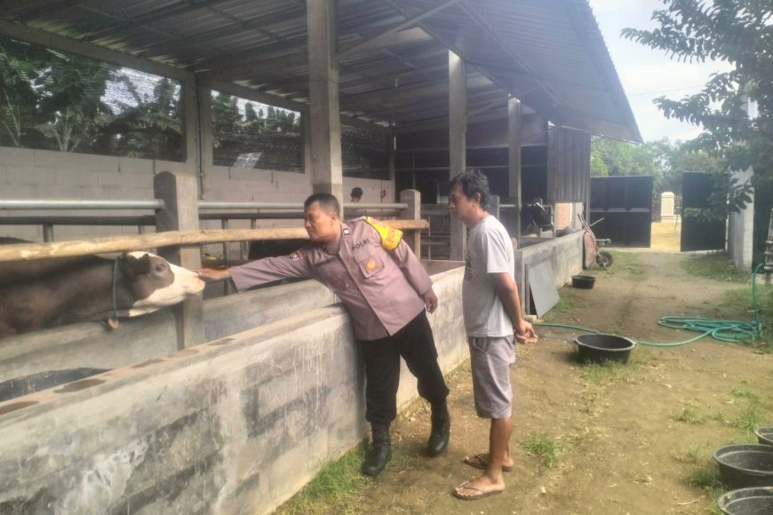 Dukung Ketahanan Pangan, Bhabinkamtibmas Desa Wonoayu Edukasi Peternak Sapi Mengenai Kebersihan Kandang dan Vaksinasi