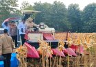 Presiden Prabowo dan Kapolri Panen Raya Jagung Nasional di Tuban Perkuat Ketahanan Pangan