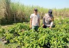 Bhabinkamtibmas Desa Pagotan dan Desa Geger Tinjau Tanaman Warga, Dukung Peningkatan Hasil Panen Masyarakat