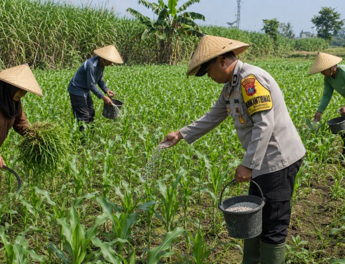 Pak Bhabin Penggerak Ketahanan Pangan, Dampingi Petani Jagung di Kota Malang