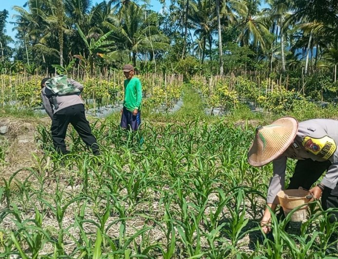 Polres Lumajang Terjunkan Personel  Penggerak Ketahanan Pangan Dampingi Warga Tani