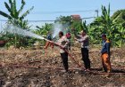 Hadapi Kemarau, Polres Pelabuhan Tanjungperak Siram Lahan Jagung Ketahanan Pangan