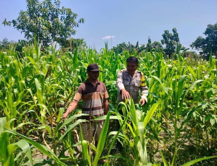 Kunjungi Petani Jagung, Upaya Bhabinkamtibmas Tulung Sukseskan Ketahanan Pangan